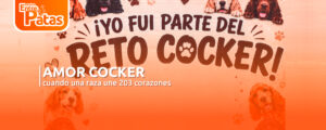 Cocker