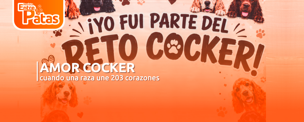 Cocker
