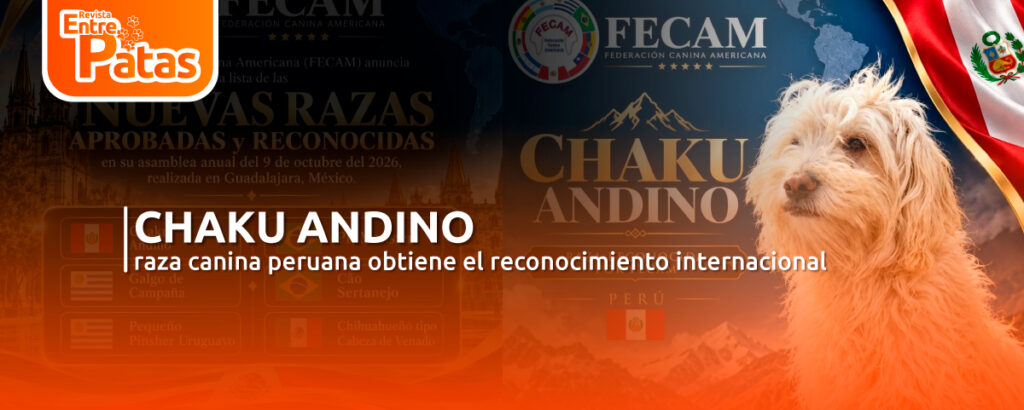 Chaku Andino