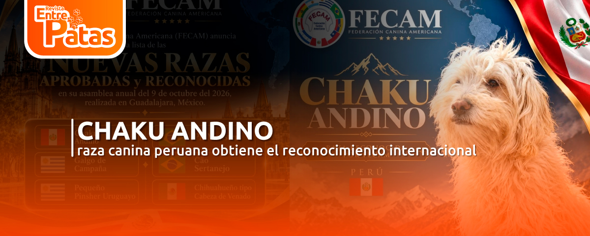 Chaku Andino